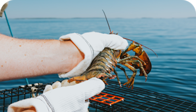 Cousins Maine Lobster food truck headed for Indiana. Where to find lobster rolls