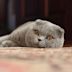 Scottish Fold