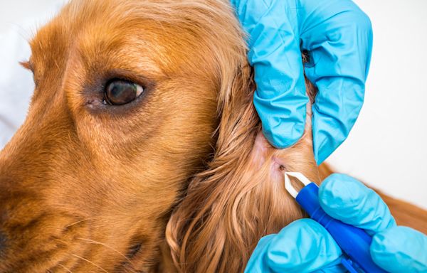 Map reveals 32 states where dog owners warned of common tick-borne disease