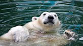 Zoo Polar Bears' Obsession with Their New Toy Raft Is Just Too Cute