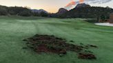 Un campo de golf de Arizona está bajo ataque de un escuadrón de pecaríes