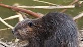 No longer considered predators, Oregon beavers get new protections from state