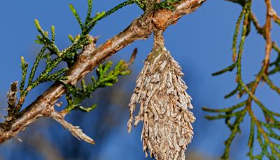 Bagworms are back in Oklahoma: Here's how to get rid of them for good