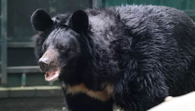 "Our beloved Yampil": bear rescued from Donetsk Oblast dies in Scottish zoo