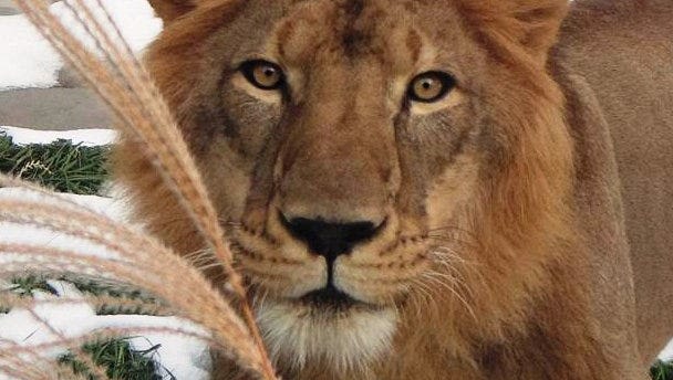 Great Plains Zoo newly built lion habitat to house its first big cat