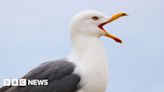 Holyhead: Nesting gulls delay train's final journey