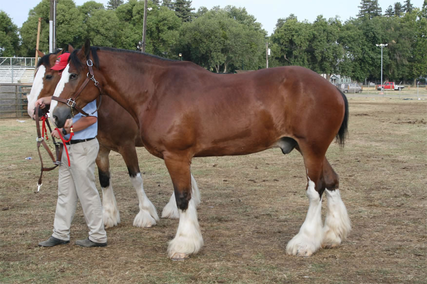 Clydesdale1.jpg