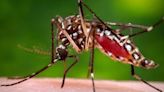 Is it the flu or malaria? What to know as Florida sees more mosquito-transmitted illness