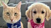 Golden Retriever Makes Cat 'Fall in Love' Again After Loss of Family Dog: 'She Healed' Him (Exclusive)