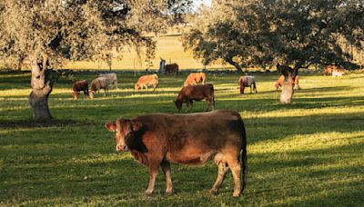 ¿Reducir el consumo de carne y lácteos disminuye las emisiones de metano?