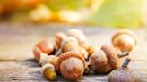 Virginians: Help Reforest Land With Your Spare Acorns