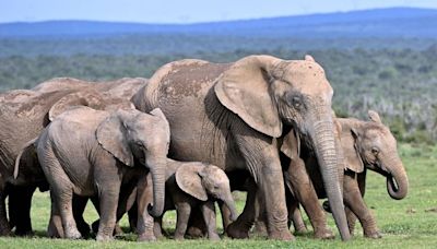 Afrique du Sud : Un touriste attaqué et mortellement piétiné par des éléphants