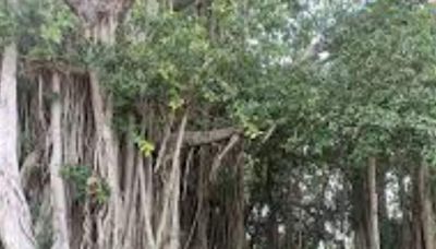 This Famous Banyan Tree In Andhra Pradesh Was Planted by Mahatma Gandhi - News18