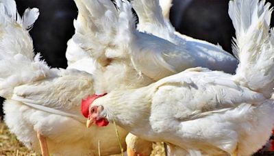 WHO urges more surveillance in bird flu fight