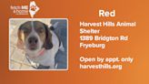 Fetch ME A Home: Red loves attention and exploring the world through his sniffer