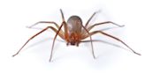 Feds charge eBay over workers who sent spiders, cockroaches to couple