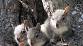 Gray squirrel may become endangered species in WA. Its status is open for review, comment