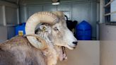 Montana man pleads guilty to wildlife trafficking charges in scheme to clone and sell sheep