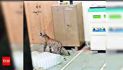 Leopard Enters College Lab, Causes Panic | Rajkot News - Times of India
