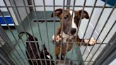 These animal shelters and rescues want to end space-based euthanasia by 2025