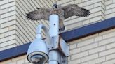 Montreal peregrine falcon chicks take first flights into a world full of danger