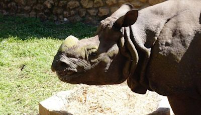 El rinoceronte indio llegado desde Polonia ya está en el Zoo de Córdoba