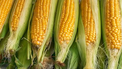 How To Choose the Best Corn Every Single Time, According to Two Corn Farmers
