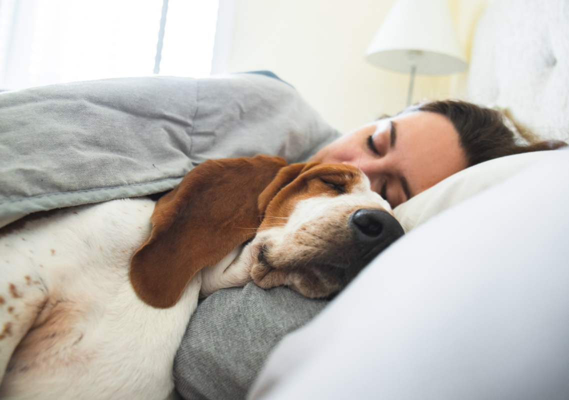 Rescued Basset Hound’s First Time Snuggling With Mom Is a True Gift