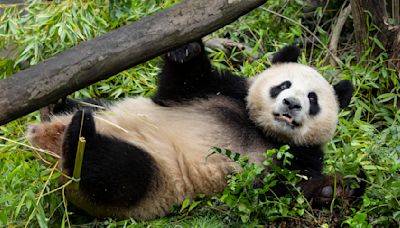 Pair of giant pandas from China acclimating to new home at San Diego Zoo