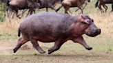 How galloping hippos 'fly' through air at speed despite their bodies