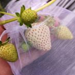 溜溜草莓果實套袋水果保護袋防鳥罩防蟲網紗袋透氣番茄黃桃藍莓鳥套網
