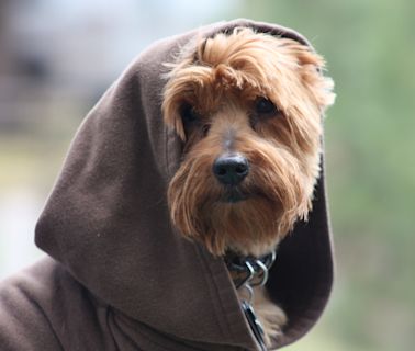 10 Star Wars Costumes for Dogs to Celebrate Halloween & Beyond