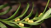 This Tiny Fern Has the World's Largest Known Genome