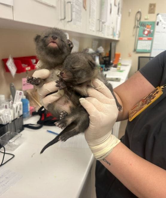 Kittens or kits? Arizona resident mistakes foxes for cats, 'kit-naps' them