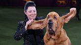 Trumpet the Bloodhound Wins Best in Show at the 2022 Westminster Dog Show