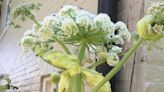 La dura experiencia del jardinero que se quemó el brazo con una planta tóxica: “No le deseo a nadie lo que he vivido”