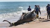 Orca whale stranded on Flagler beach had 'signs of various illnesses,' NOAA says