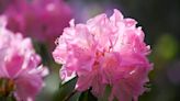 10 Tips For Happy, Healthy Azaleas