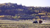 Prairie forecast: Cooler weather coming, but little precipitation - AGCanada