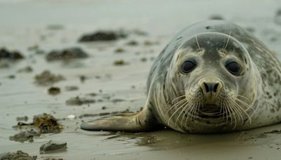 Sudáfrica se enfrenta a un brote poco común de rabia en una población de focas