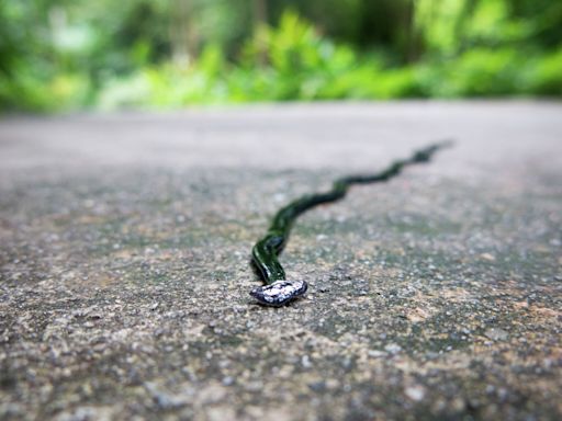 Texas rains mean giant, toxic worms that regenerate when you chop them in half