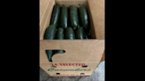 Outbreaks involve two types of salmonella. A third involves Florida cucumbers