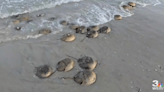 Dozens of Horseshoe Crabs appear on Tybee with spawning season in full swing