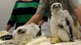 Peregrine chicks receive a rite of spring with a bit of bling