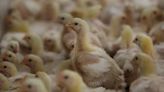 S.Africa's top poultry producer flags bird flu risk amid vaccine delays