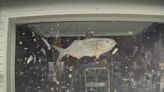 Watch: Tesla windshield smashed by mysterious flying fish