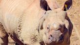 Omaha Zoo Announces the Death of Jontu the Rhino, Who Loved 'Mud Baths' and 'Hello Snorts'