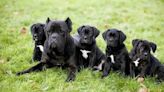 What Do Cane Corso Puppies Cost?