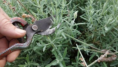 Prune four common garden plants now for ‘lush and healthy’ growth over winter