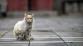 Cat Falls Into Chemical Tank in Japan, Residents Asked To Maintain Distance